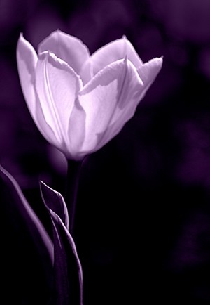 Tulip Purple
